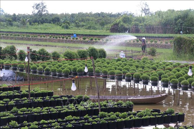 Dong Thap plants over 100 ha of flowers for Tet. (Photo: VNA) hoa-kieng-sa-dec-dong-thap-15102024a1.jpg