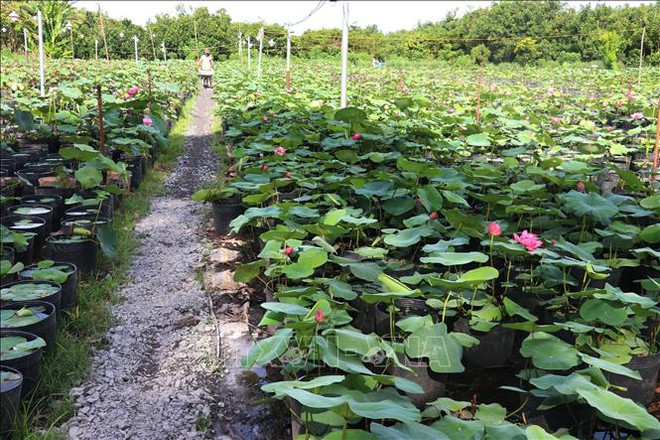 Sa Dec city is focusing on growing unique flower varieties. (Photo: VNA) hoa-kieng-sa-dec-dong-thap-15102024a.jpg