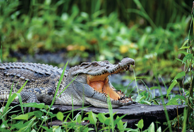 A crocodile in Bau Sau, Cat Tien National Park (Photo: iucn.org) c-le-duc-khanh-02-crop.jpg