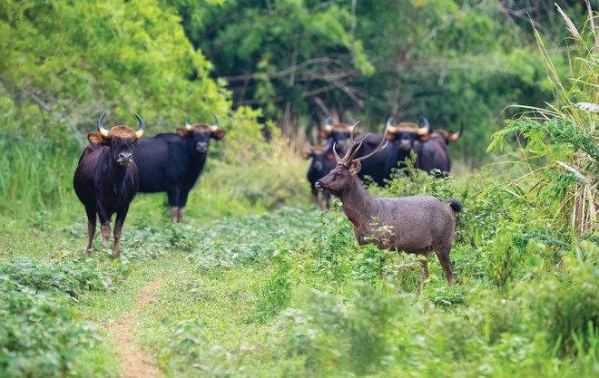 Bantengs and deers in Cat Tien National Park (Photo: iucn.org) c-tang-a-pau-03-crop.jpg