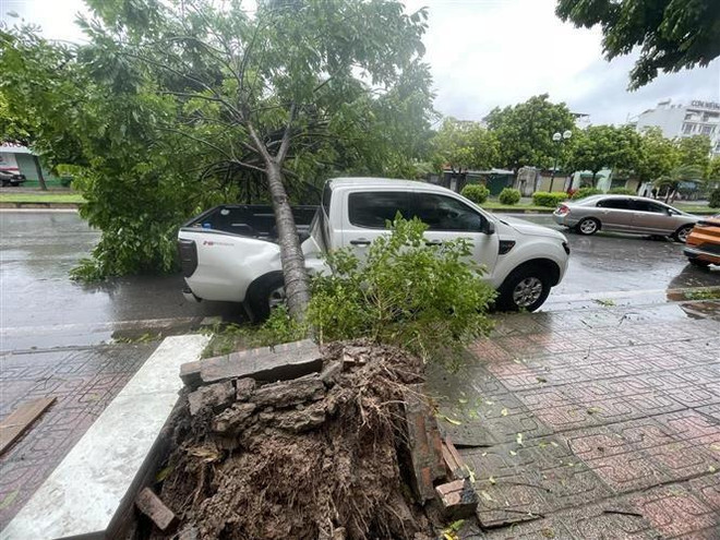 A fallen tree in Hanoi's Long Bien district, crushing a car parked on the side of the road. (Photo: VNA) typhoon Yagi-8953.jpg.webp