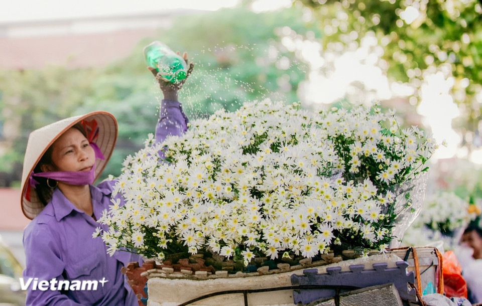 The true wonder of Hanoi lies in the harmony between its people and nature. The flowering seasons do more than beautify the streets—they etch memories into the heart. (Photo: Vietnam+)