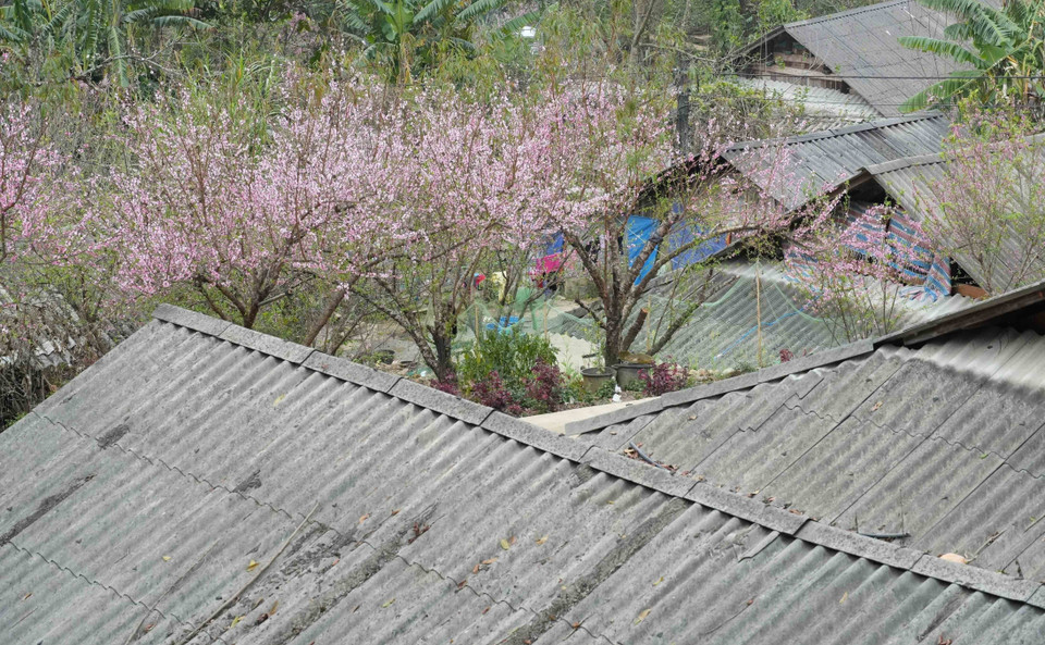 Peach blossoms in full bloom beside the stilt houses of the Mong ethnic people. (Photo: VNA)