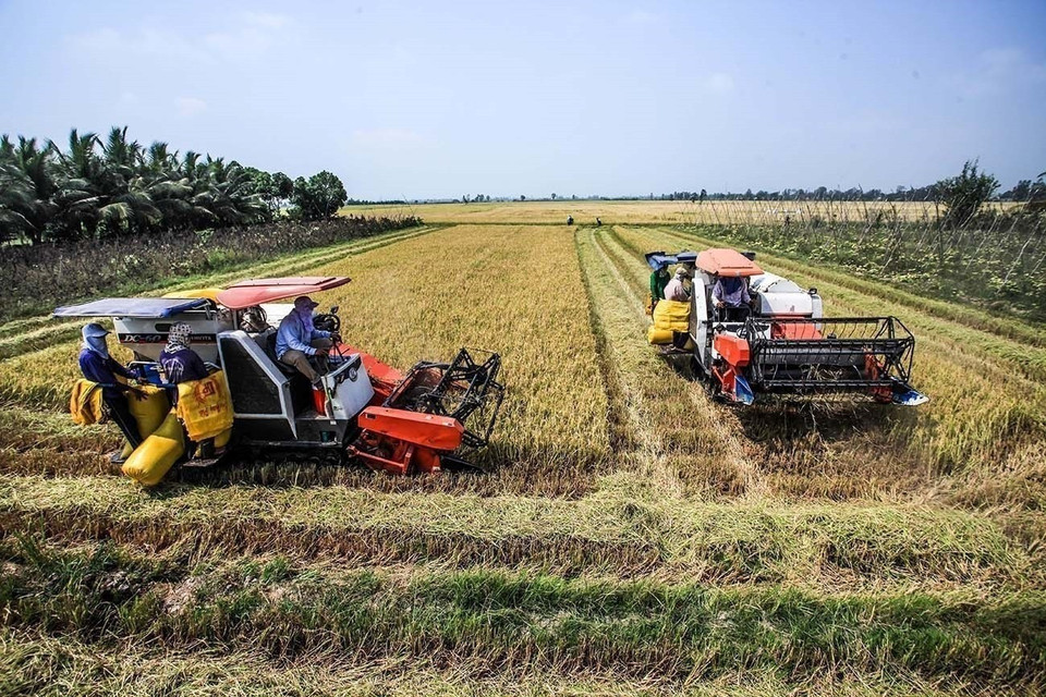 From an area of alum and saline soil, since 1988, the Long Xuyen Quadrangle experiences a strong economic transformation thanks to State investment, becoming a key agricultural hub for the Mekong Delta and the country. (Photo: VNA)