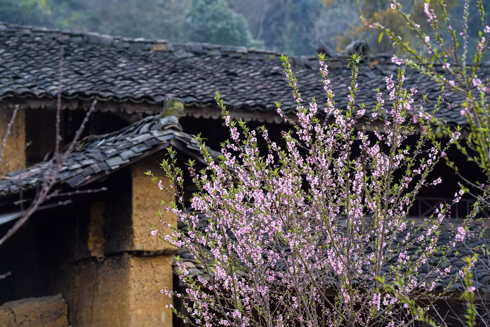 Peach blossoms flourish under yin-yang tiled roofs in Lo Lo Chai hamlet, Lung Cu commune, Dong Van district. (Photo: VNA)