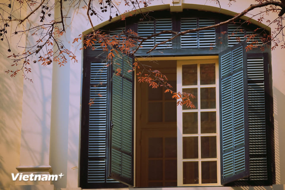 Along familiar boulevards such as Phan Dinh Phung, Hoang Dieu, and Tran Phu, rows of dracontomelon and tropical almond trees sprout fresh buds, heralding the arrival of new life. (Photo: Vietnam+)