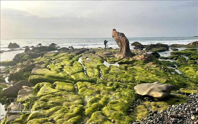 Ba Khom rock bank at Co Thach – Binh Thanh beach, Lien Huong commune, Lam Dong province, is beautifully carpeted in green moss. (Photo: VNA)