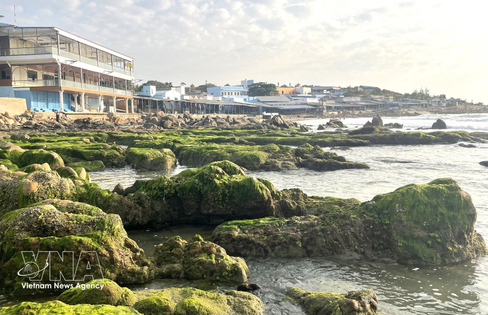The ideal time for "moss hunting" is between 5:00 and 6:00 am, just as the tide recedes. (Photo: VNA)