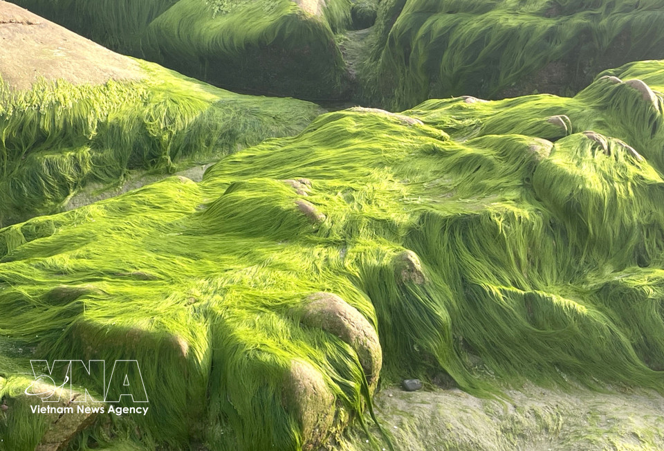 Long strands of moss become iridescent under the glistening sunlight. (Photo: VNA)