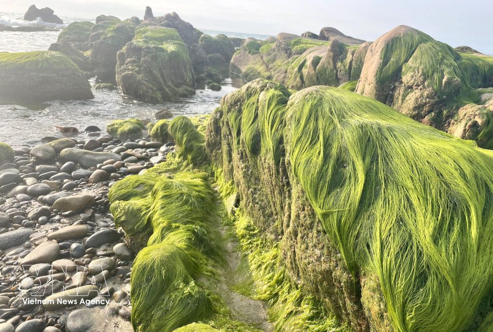 The green moss season at Co Thach beach typically emerges towards the end of January each year. (Photo: VNA)