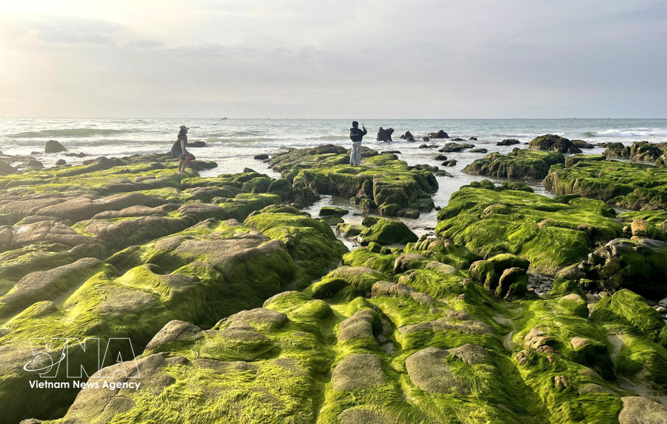 The moss-covered shores of Co Thach – Binh Thanh beach attract adventurers and those seeking the perfect "Instagrammable" shot. (Photo: VNA)