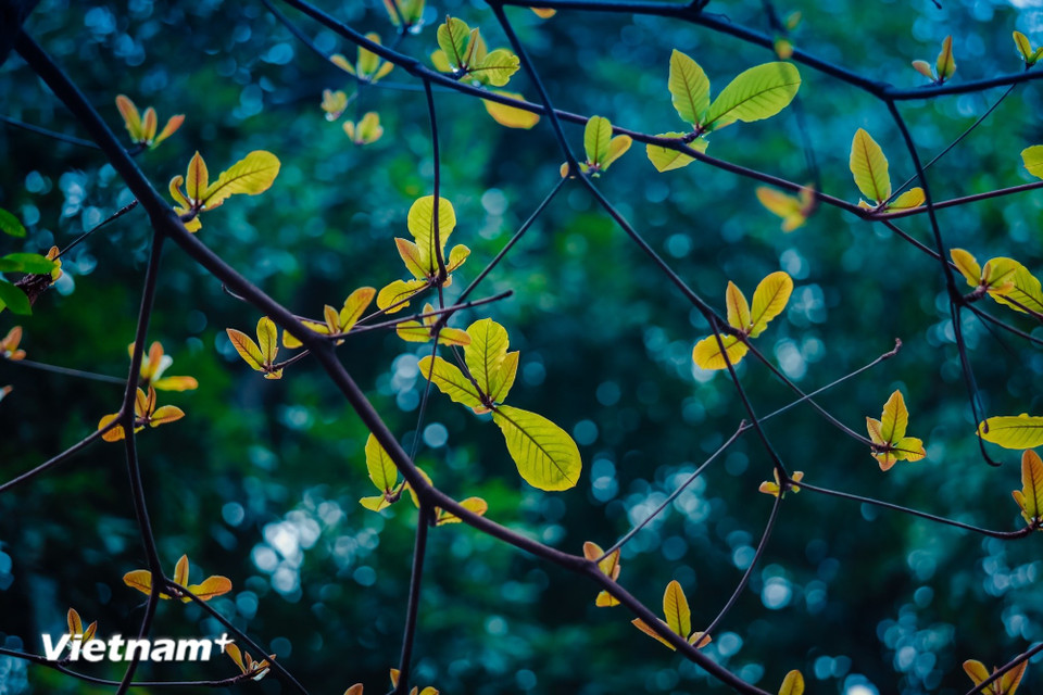 The leaf changing season in Hanoi is a magical time when the city appears to be “changing its attire”. (Photo: Vietnam+)