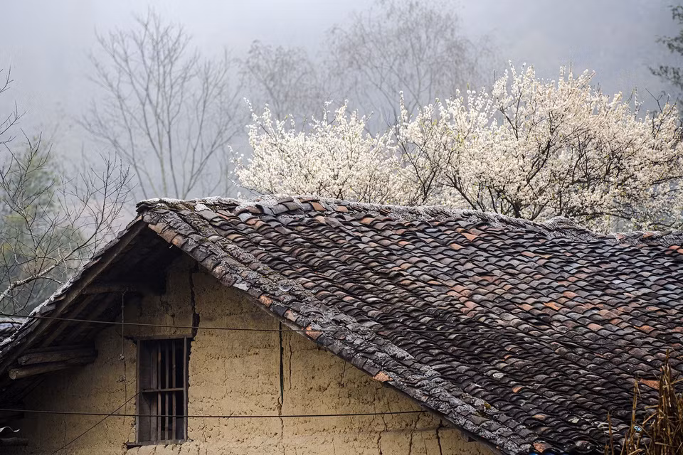 White pear blossoms bloom beside a rammed-earth houses in Pho Bang commune, Dong Van district, Ha Giang province. (Photo: VNA)