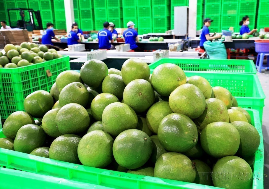 · Green limes and pomelos become the latest Vietnamese fruits exported to New Zealand, following mangoes, dragon fruit, and rambutans. (Photo: Hong Dat – VNA)