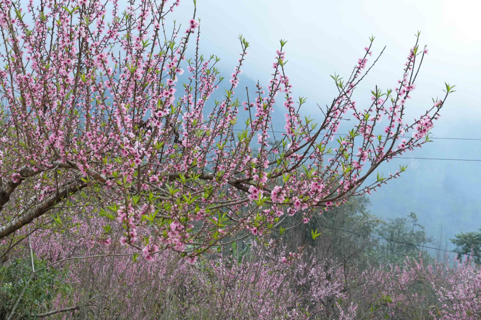 The Sin Suoi Ho community tourism village in the northern province of Lai Chau is blanketed in the colours of peach blossoms. (Photo: VNA)