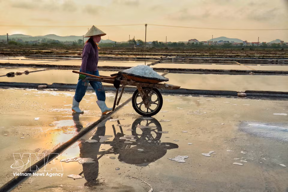 The working day ends with the final salt loads leaving the fields. (Photo: VNA)