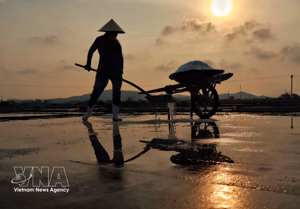 Salt farmers in Tan Mai ward rake salt across the white salt fields. (Photo: VNA)