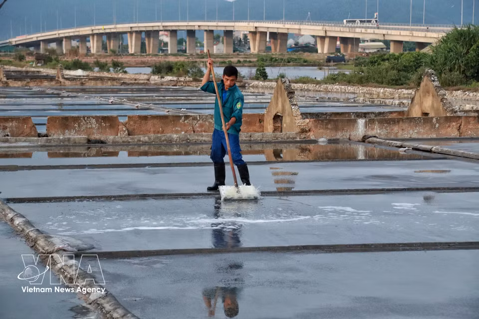 The process of levelling the salt fields is carried out carefully to ensure the quality of crystallised salt. (Photo: VNA)