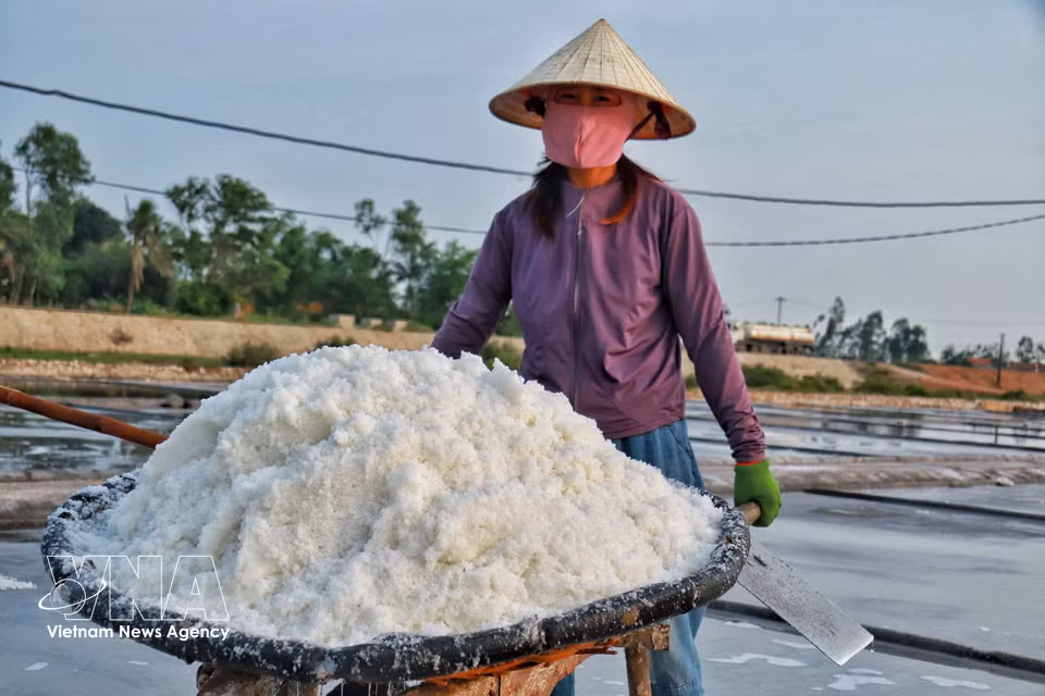 Wheelbarrows loaded with salt are pushed across the salt fields. (Photo: VNA)