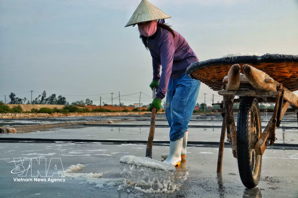 From early morning, salt workers begin raking and gathering salt on the crystallisation fields. (Photo: VNA)