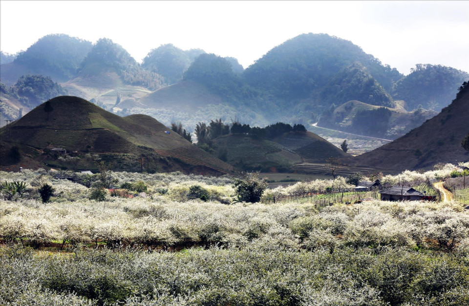 A vast field of plum blossoms in full bloom in Long Luong (Moc Chau). (Photo: Vietnam Pictorial/VNA)