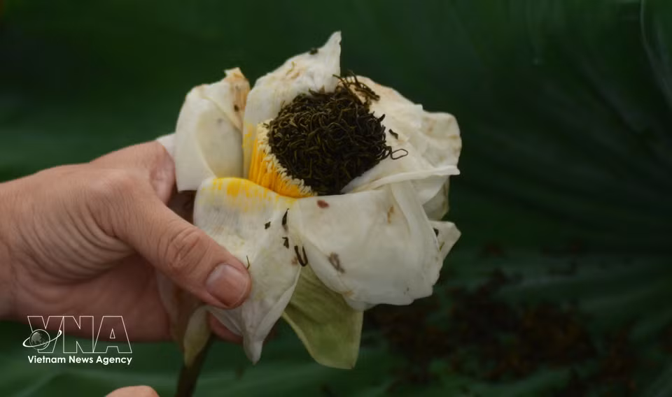 Tea scented in Hue lotus bulbs has a delicate and pure fragrance. (Photo: VNA)