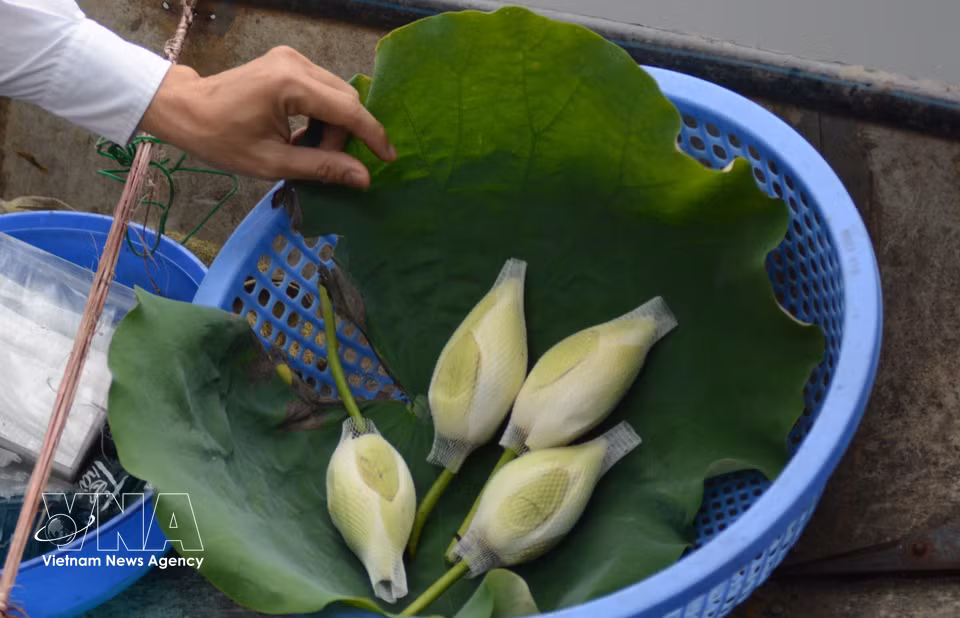 A lotus bulb containing tea is harvested after a day of scenting. (Photo: VNA)