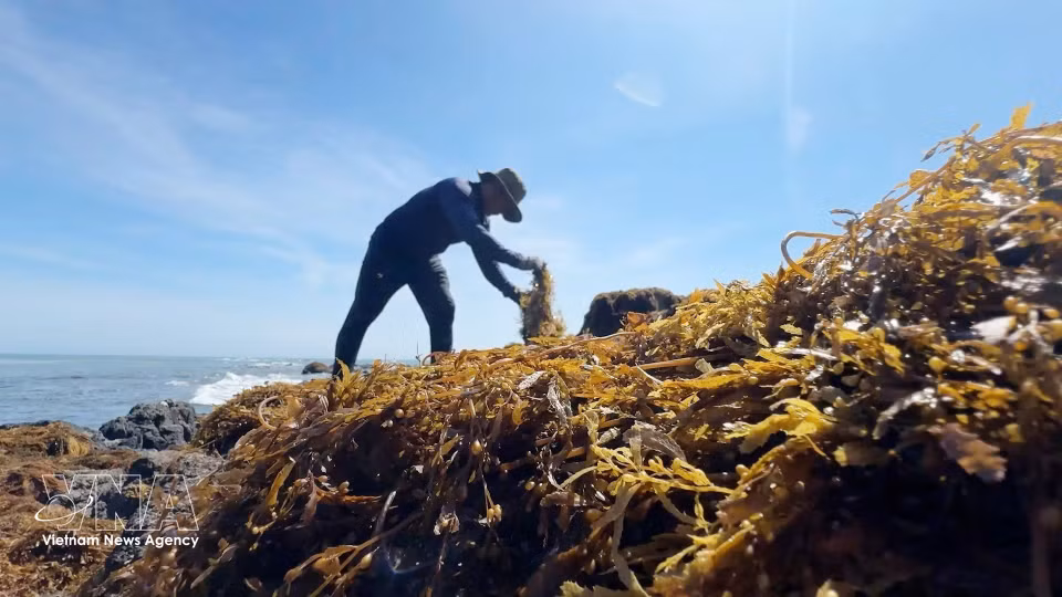 Residents of Dong Son commune collect seaweed washed ashore and coastal rocks. (Photo: VNA)