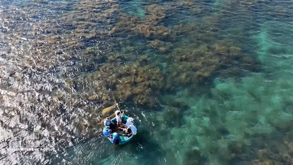 The seaweed ecosystem in the waters around Hon Nhan islet, Dong Son commune, Quang Ngai province. (Photo: VNA)