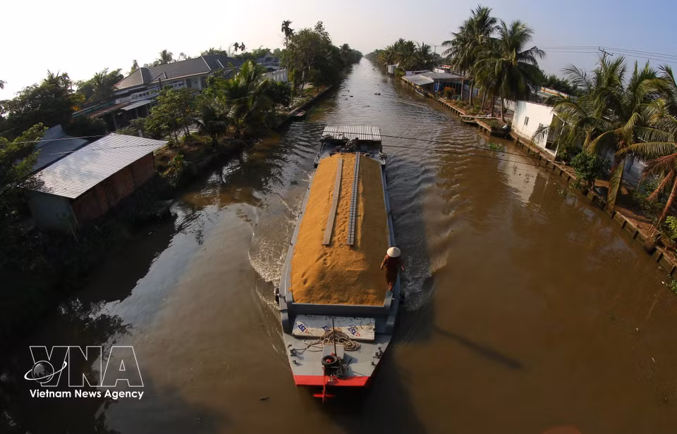 Most harvested rice is sold fresh at the field, where traders collect and transport it by boat. (Photo: VNA)