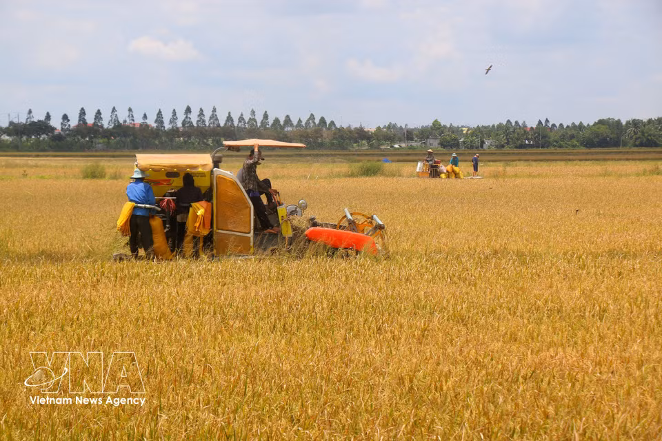 As rice panicles bend under the weight of ripening grains and turn golden, the harvest season begins. (Photo: VNA)