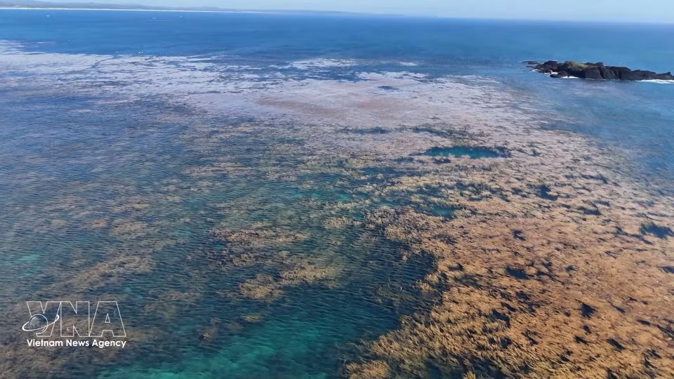 The seaweed ecosystem in the waters of Dong Son commune, Quang Ngai province. (Photo: VNA)