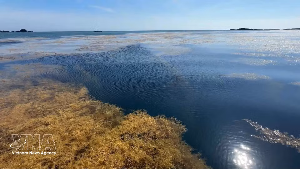 The seaweed ecosystem in the waters of Dong Son commune, Quang Ngai province. (Photo: VNA)