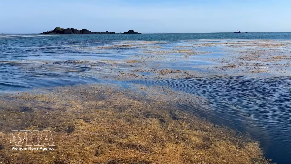 The stunning beauty of the seaweed ecosystem in the waters of Dong Son commune, Quang Ngai province. (Photo: VNA)