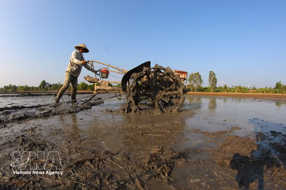Before sowing, fields are ploughed and levelled to create a fine, even seedbed. (Photo: VNA)