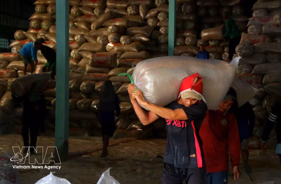 Farmers with large-scale production capacity may store harvested rice in warehouses and wait for better market prices before selling. (Photo: VNA)
