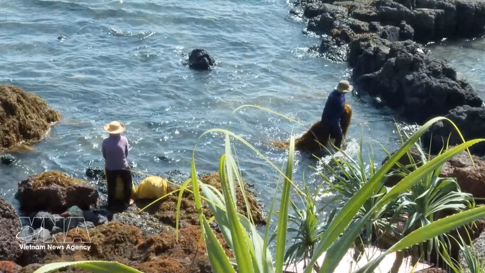 Residents of Dong Son commune collect seaweed washed ashore and coastal rocks. (Photo: VNA)