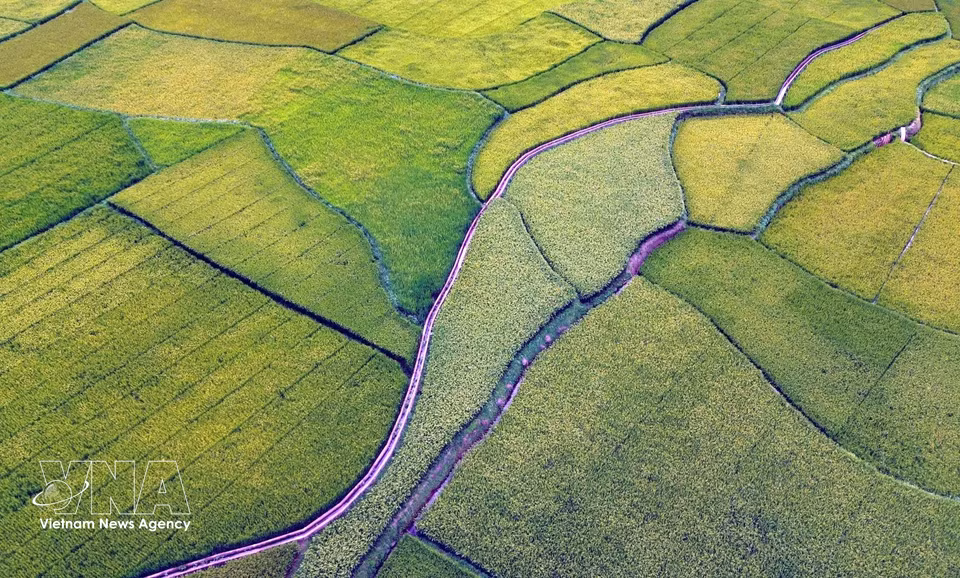 Terraced rice fields in Hun village, Chieng Coi ward, Son La province. (Photo: VNA)