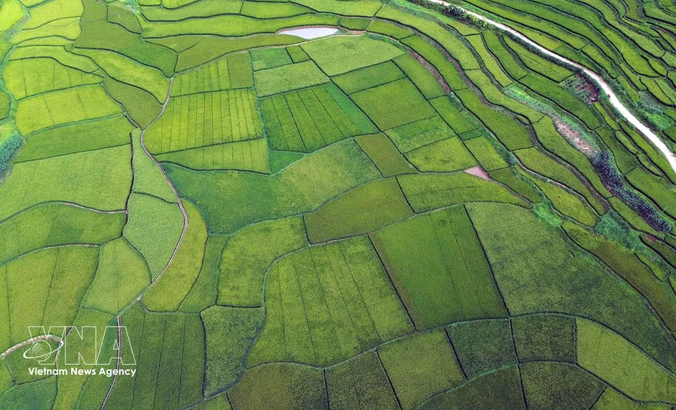 Terraced rice fields in Hun village, Chieng Coi ward, Son La province. (Photo: VNA)