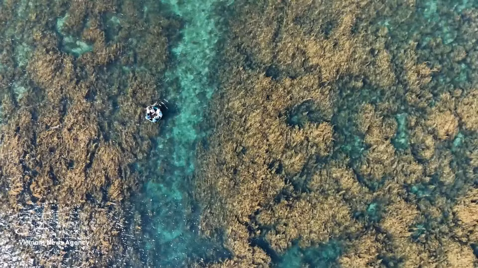 The seaweed ecosystem in the waters around Hon Nhan islet, Dong Son commune, Quang Ngai province. (Photo: VNA)