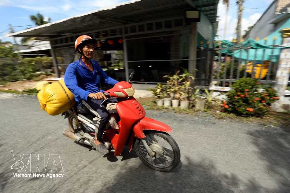 A farmer transports rice seeds by motorbike to the fields for sowing. (Photo: VNA)