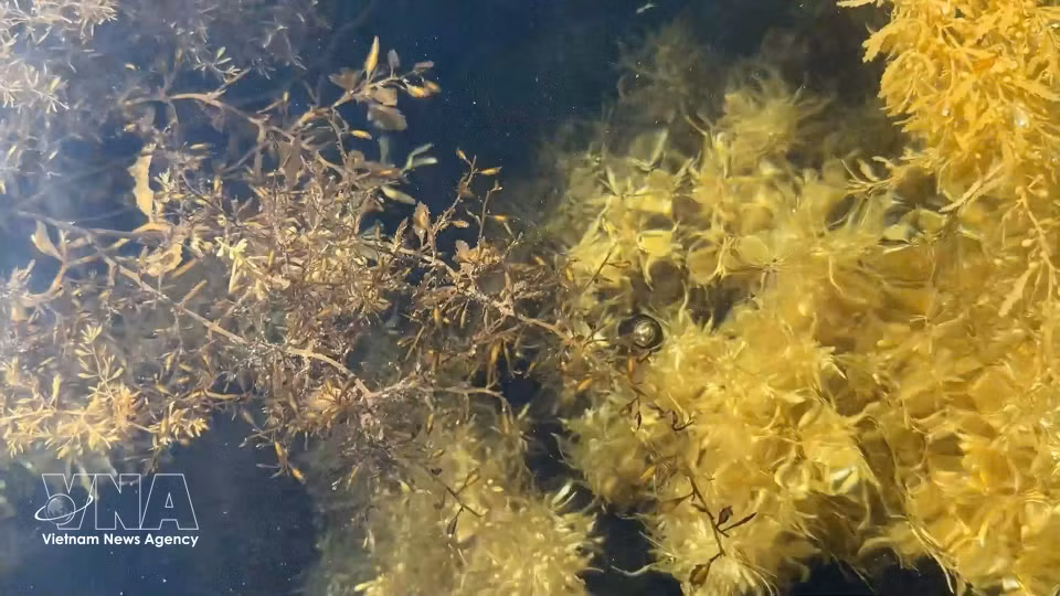 Seaweed ecosystems in the coastal waters of communes across Quang Ngai province. (Photo: VNA)