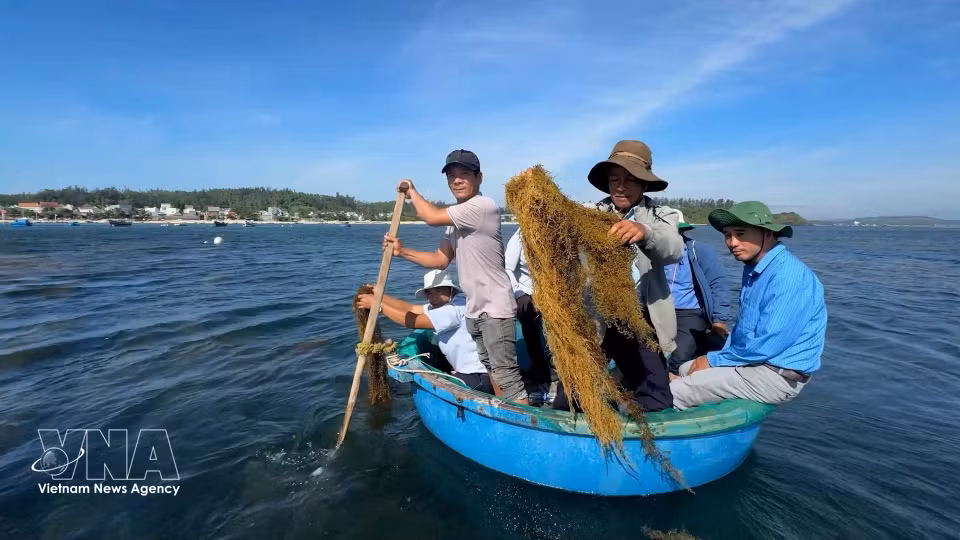 Members of a community-based sargassum conservation group in Dong Son commune inspect seaweed harvesting activities at Hon Nhan islet. (Photo: VNA)