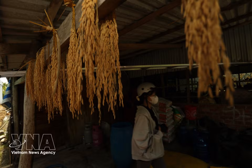 Sample rice seed panicles carefully stored at a farmer’s home in the Mekong Delta city of Can Tho. (Photo: VNA)