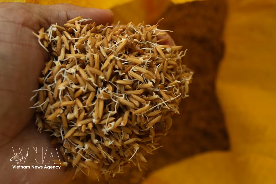 Germinated rice seeds ready for sowing. (Photo: VNA)