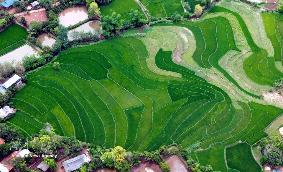 Terraced rice fields in Ta Vai village, Chieng Hac commune, Son La province. (Photo: VNA)