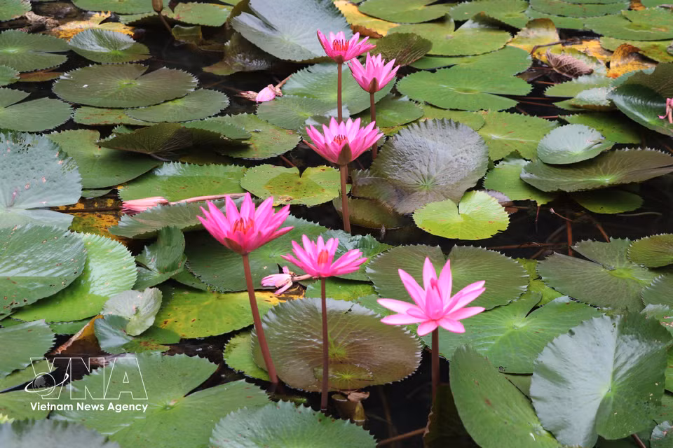 Water lilies bloom in delicate shades of purple. (Thuy Dung/VNA)