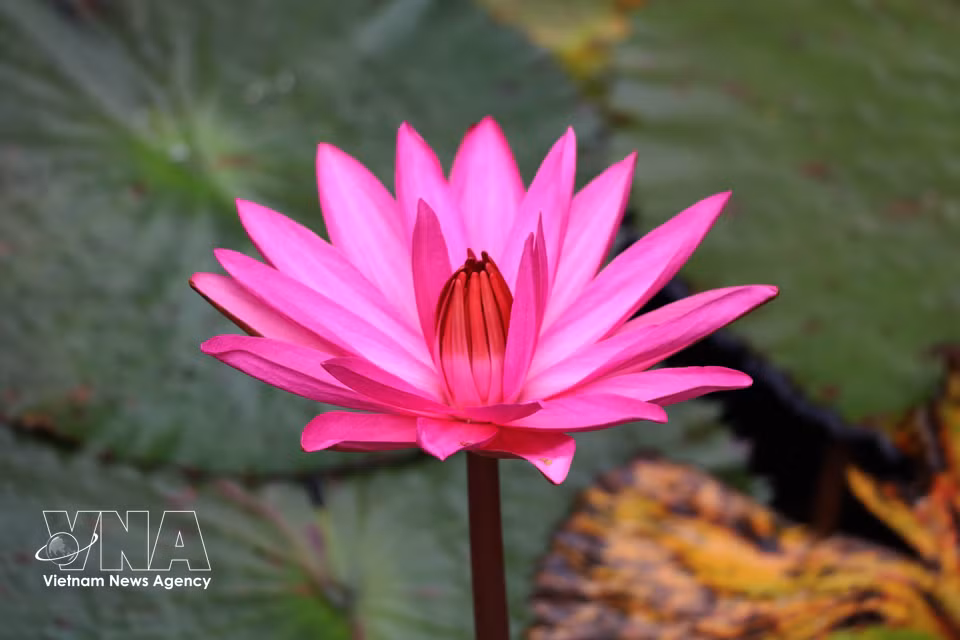 In the early morning sunlight, the flowers bloom across the surface of the river, creating an atmosphere that is both peaceful and enchanting. (Thuy Dung/VNA)