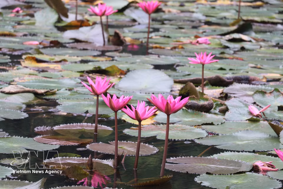 The purple water lily season offers visitors a memorable experience as they explore Ninh Binh. (Thuy Dung/VNA)