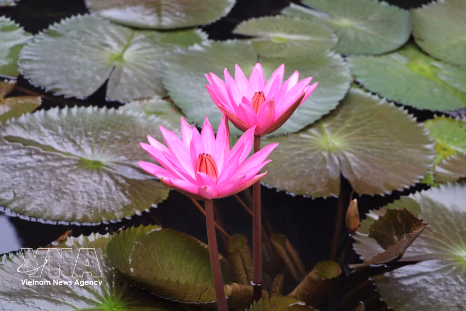 Water lilies bloom in delicate shades of purple. (Thuy Dung/VNA)